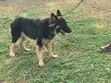 Purebred German Shepherd Male - 1+ Year - 4