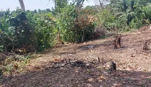 Plot of Land at Biemso No 1
