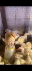 Broiler Chickens for Sale (3 Weeks Old) - 1