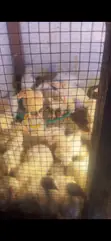Broiler Chickens for Sale (3 Weeks Old) - 2