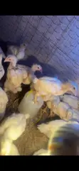 Broiler Chickens for Sale (3 Weeks Old) - 3