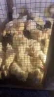 Broiler Chickens for Sale (3 Weeks Old) - 4