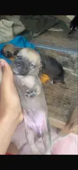 Male Mixed Breed Caucasian Shepherd Puppy (0-1 Month) - 2