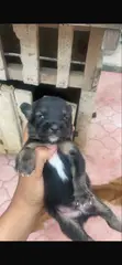 Male Mixed Breed Caucasian Shepherd Puppy (0-1 Month) - 3