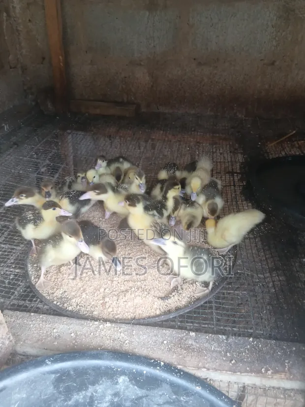 Muscovy Ducks for Sale - 1