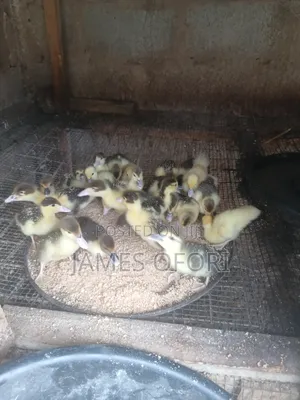Muscovy Ducks for Sale