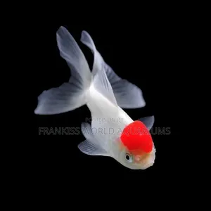 Red Carp Gold Fish