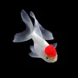 Red Carp Gold Fish - 1