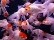 Red Carp Gold Fish - 2