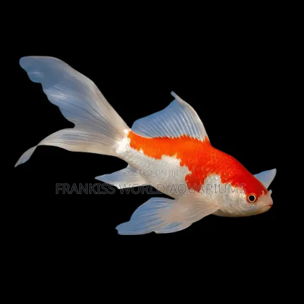 Red and White Comet Goldfish - 1