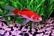 Red and White Comet Goldfish - 2