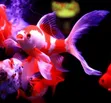 Red and White Comet Goldfish - 3