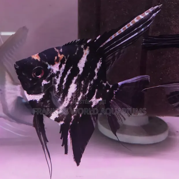Marble Angelfish - 1