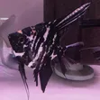 Marble Angelfish - 1