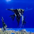 Marble Angelfish - 2