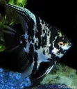 Marble Angelfish - 3