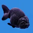 Black Lionhead Goldfish - 1