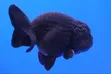 Black Lionhead Goldfish - 2