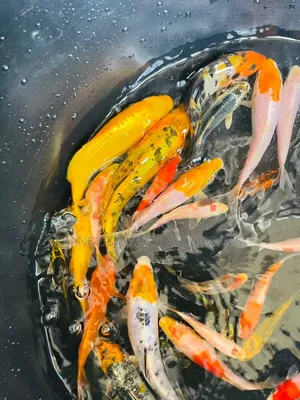 Assorted Koi Fish