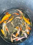 Assorted Koi Fish - 2