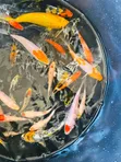Assorted Koi Fish - 3