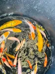 Assorted Koi Fish - 4