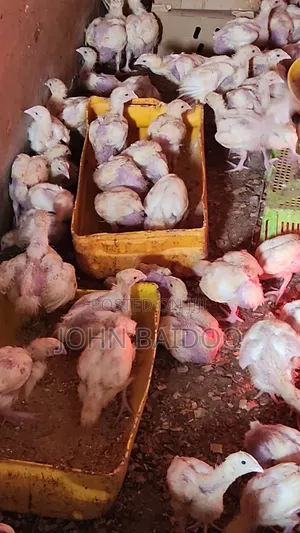 Broiler Chickens Available - 3-4 Weeks Old