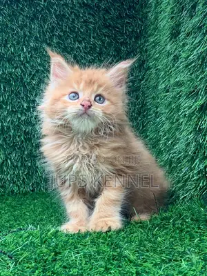 Purebred Maine Coon Kittens - 1-3 Months Old