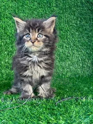 Female Purebred Maine Coon Kitten (1-3 Months)