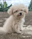 Purebred Poodle Puppies (3-6 Months) - 1