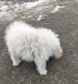 Purebred Poodle Puppies (3-6 Months) - 2