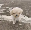 Purebred Poodle Puppies (3-6 Months) - 3
