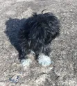 Purebred Poodle Puppies (3-6 Months) - 4