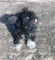Purebred Poodle Puppies (3-6 Months) - 5