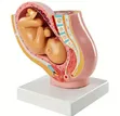 16cm Anatomical Womb Model - 1