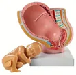 16cm Anatomical Womb Model - 2