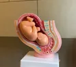 16cm Anatomical Womb Model - 3