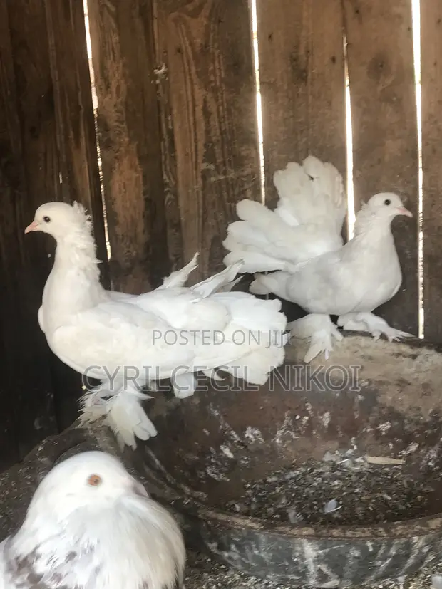 Pair of Indian Fantail Pigeons - 1