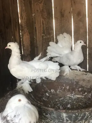 Pair of Indian Fantail Pigeons