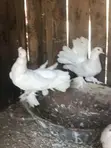 Pair of Indian Fantail Pigeons - 2