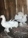 Pair of Indian Fantail Pigeons - 3
