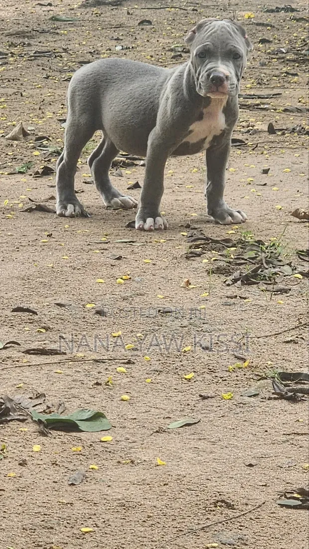 Female American Pit Bull Terrier Puppy (1-3 Months) - 1