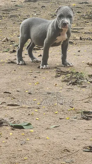 Female American Pit Bull Terrier Puppy (1-3 Months)