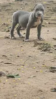 Female American Pit Bull Terrier Puppy (1-3 Months) - 1
