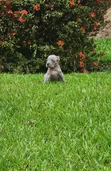 Female American Pit Bull Terrier Puppy (1-3 Months) - 2
