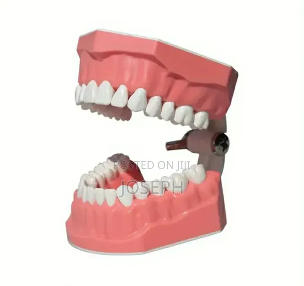 Dental Teeth Anatomy Model - 1