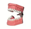 Dental Teeth Anatomy Model - 1