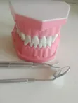 Dental Teeth Anatomy Model - 2
