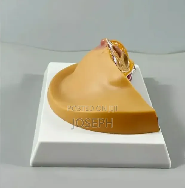 Breast Anatomy Model for Study - 1
