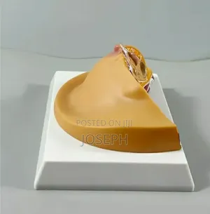 Breast Anatomy Model for Study